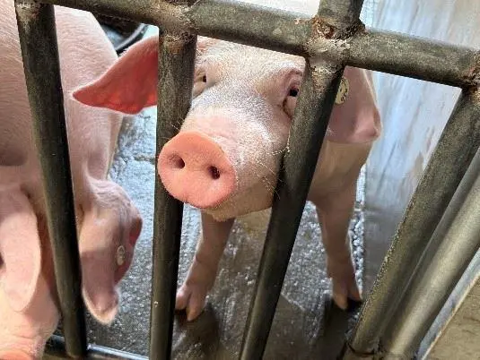 苗栗啟動年度大稽查!為7家機構實驗動物福祉把關,縣長鍾東錦:我們是合作者