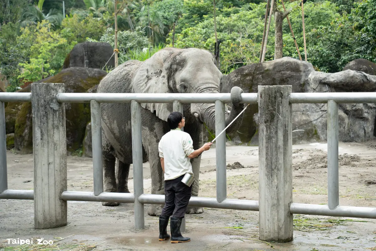 大象也要上學?直擊北市動物園「巨獸學堂」,保育員揭密溫柔訓練術