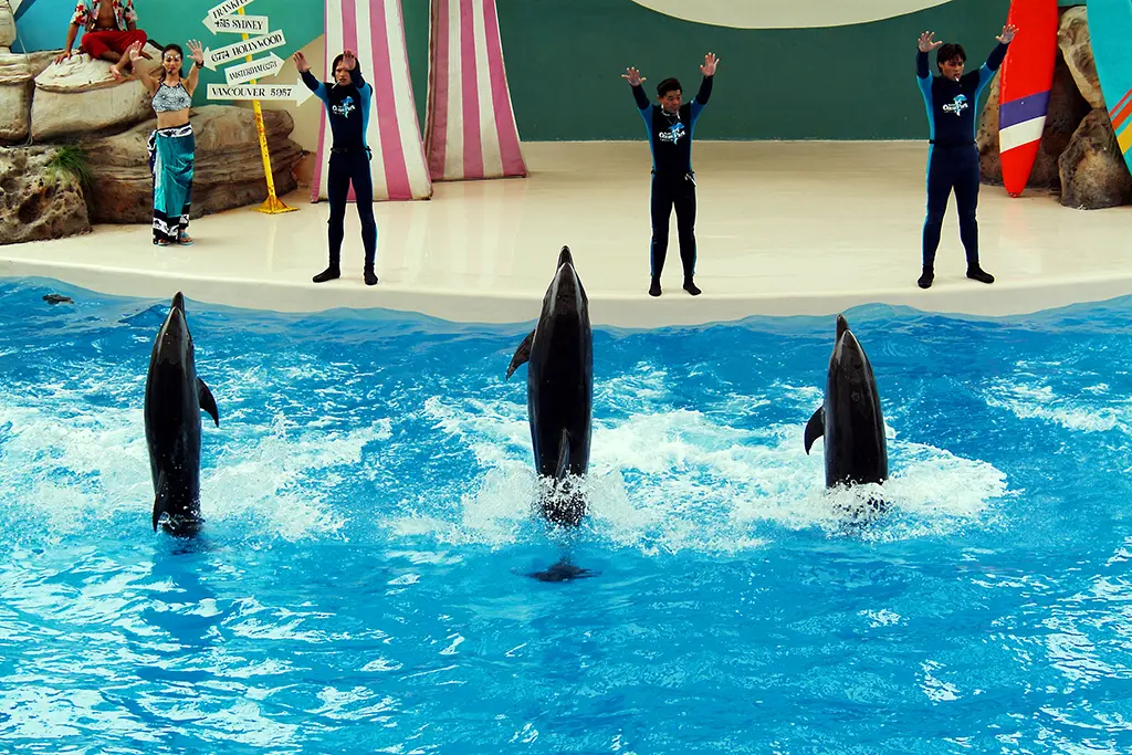 鯨豚秀即將退場!遠雄海洋公園轉型聚焦動物保護教育