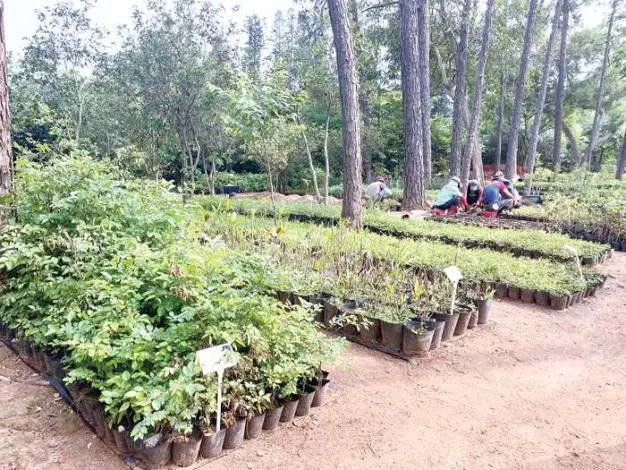 金門生態方舟!中山林苗圃年育8千株原生苗木,攜手企業打造永續島嶼
