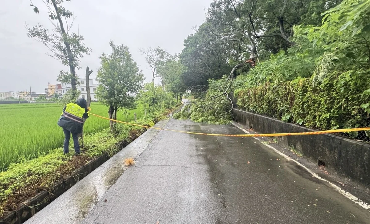 苗栗通霄大雨釀路樹倒塌!警員冒雨急拉封鎖線 疏導交通保平安