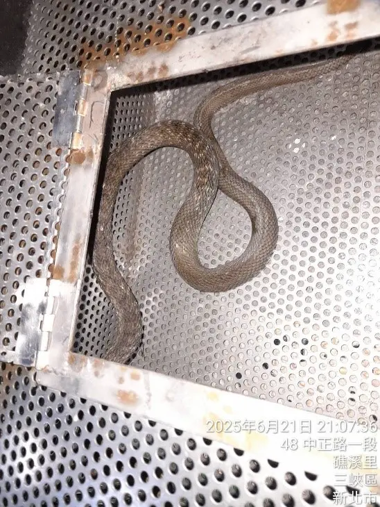 新北市世界蛇日捉蛇突破千件