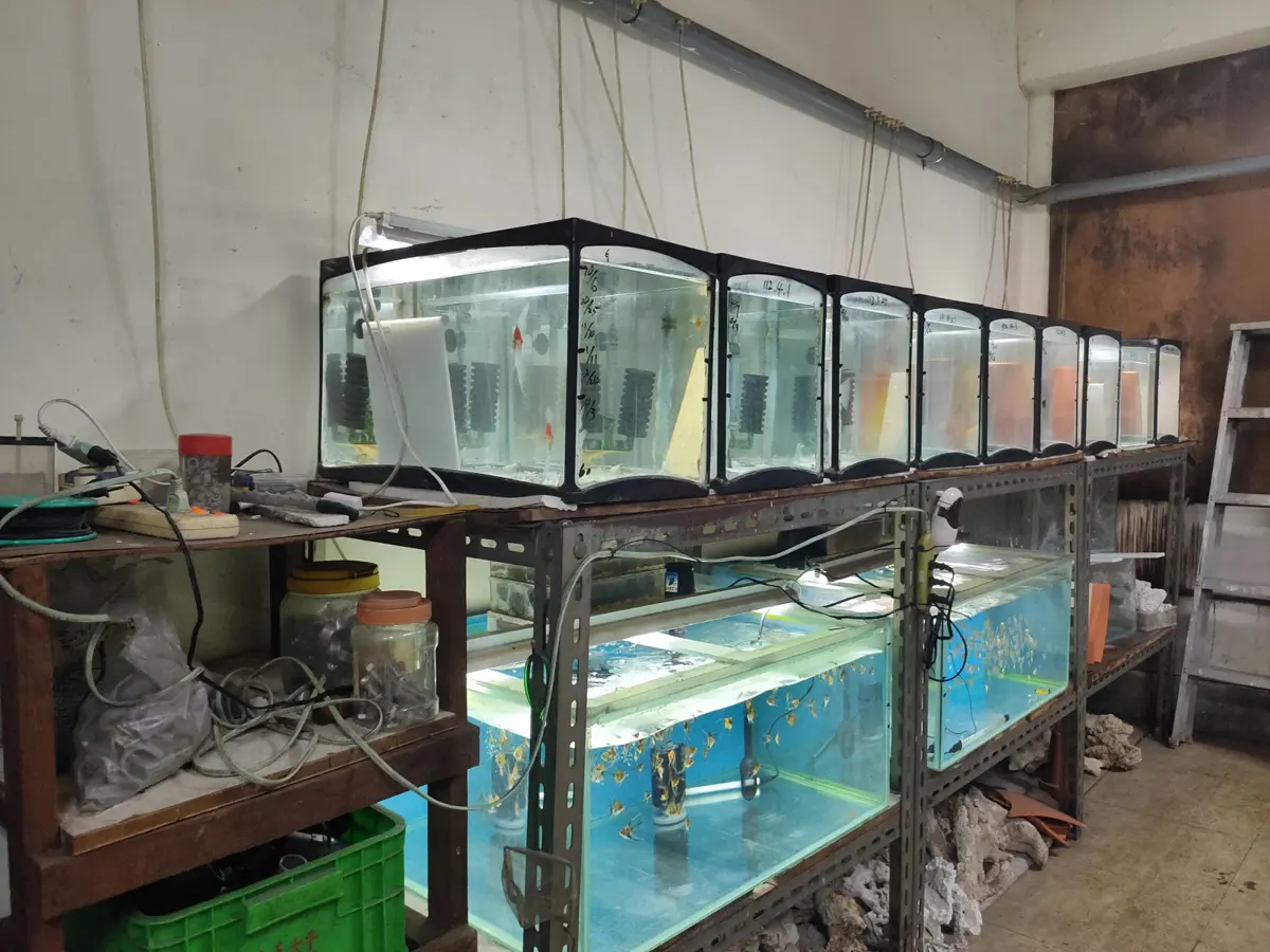 新北觀賞魚「游」向世界!動保處「神助攻」助業者年賺3億外匯