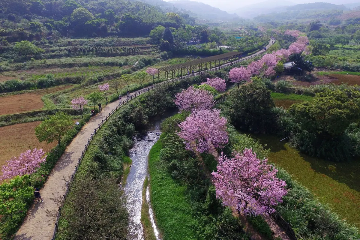 三芝櫻花季開跑!三生步道粉色花海盛開,一日遊路線、活動懶人包大公開
