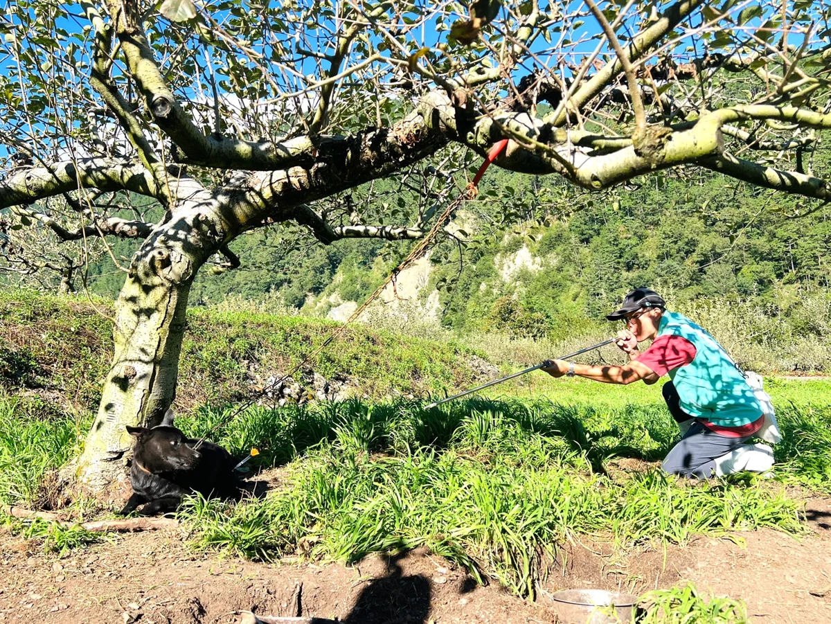 梨山毛孩守護者出動!台中動保處進駐山區 免費為逾600犬貓打疫苗