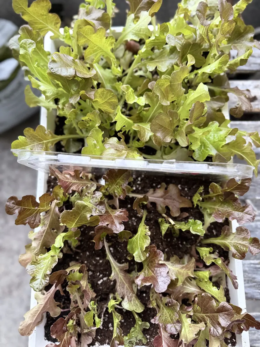 圖片來源:花蓮縣政府