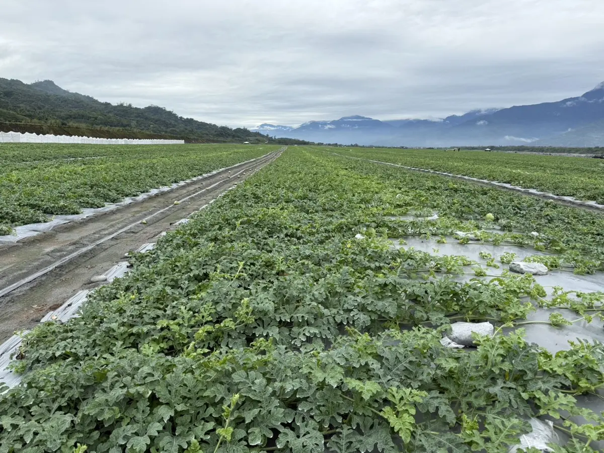 花蓮大西瓜5月開賣!「1200度熟成」沙脆甜口感,全台巡迴展售地圖一次看