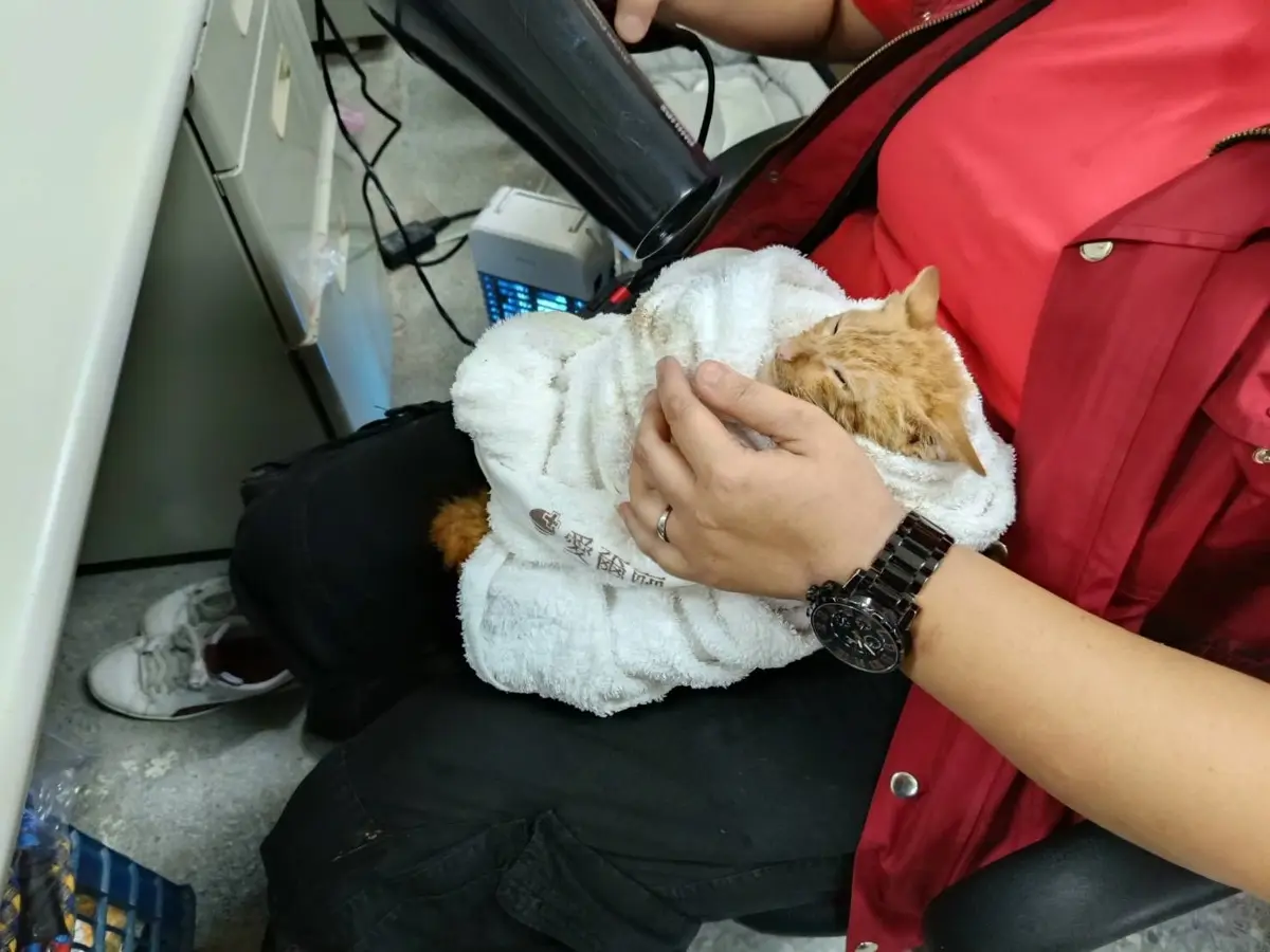 圖片來源:新北市政府