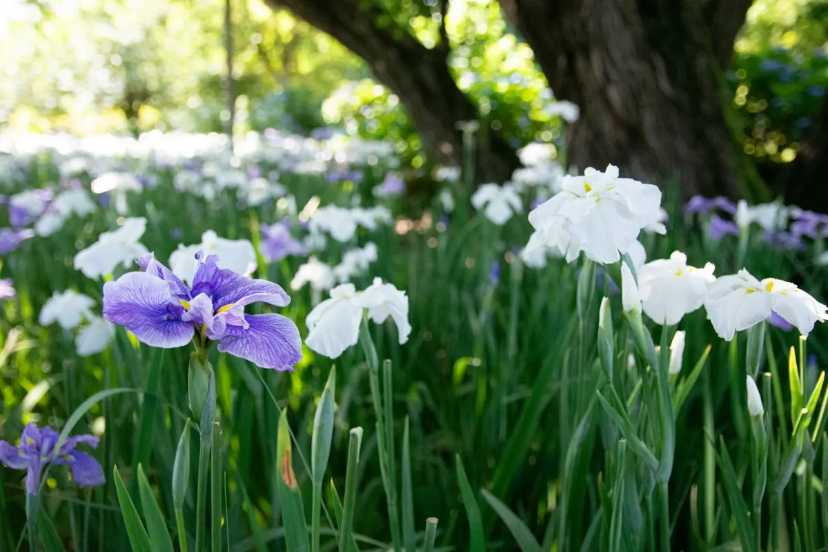 八代松浜軒約2000株花菖蒲 綻放初夏風情