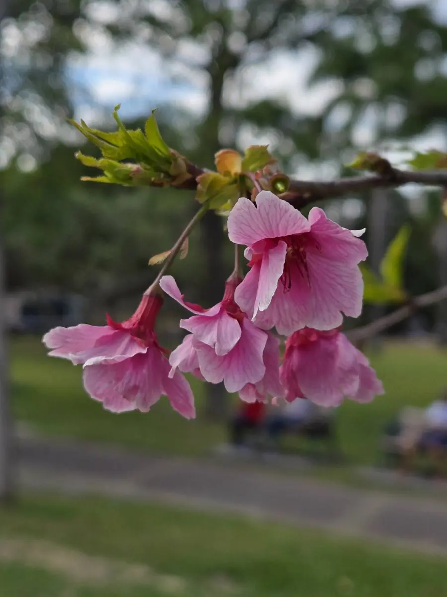 大安森林公園櫻花季開跑!河津櫻、大漁櫻雙花競豔,228連假賞花全攻略