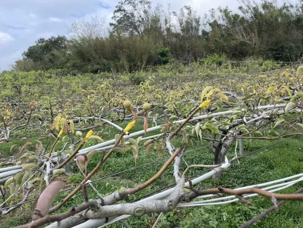 1月寒害重創!新竹梨農注意,6.2萬現金救助即日起開放申請
