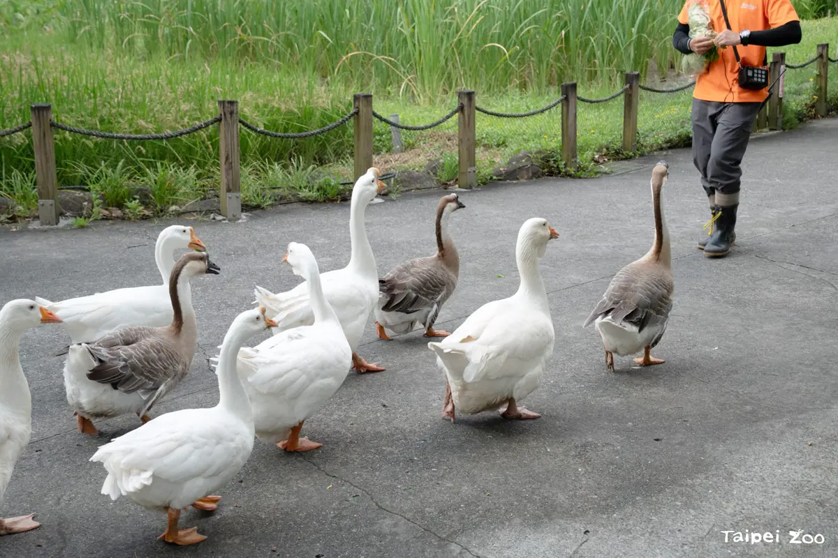 臺北市立動物園暑假週六夜間開放,星空野餐體驗來襲!