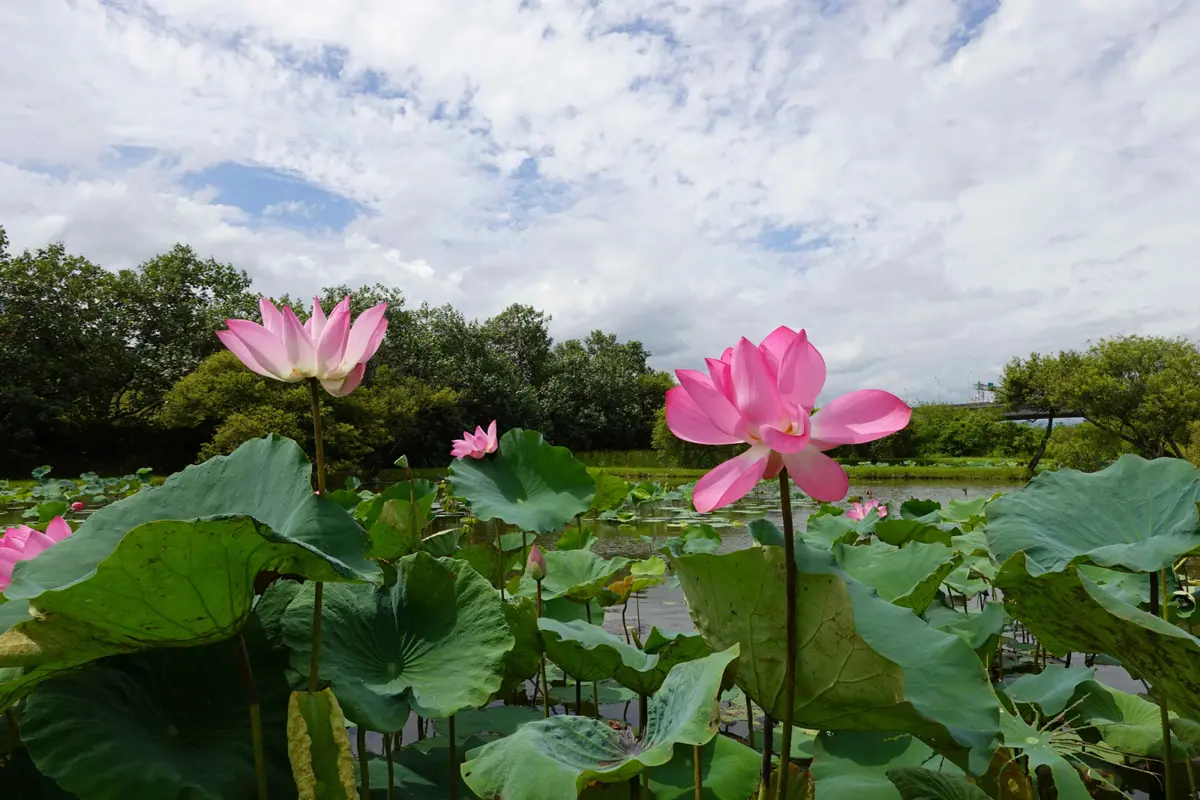 新北荷花季開跑,大漢溪驚艷夏日