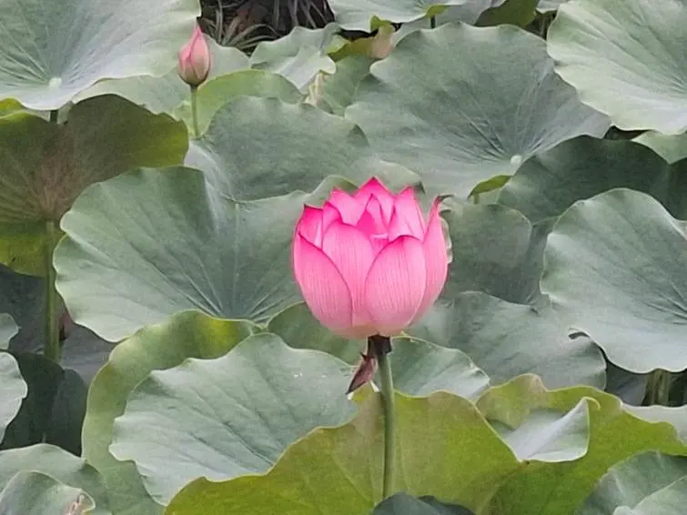 北投公園荷花秘境盛開!晨光限定美景,攝影攻略大公開