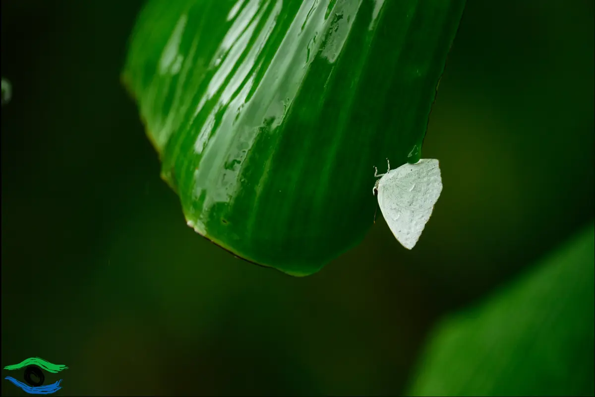 圖片來源:花蓮縣政府