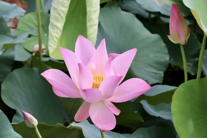 圖片來源:臺南市政府