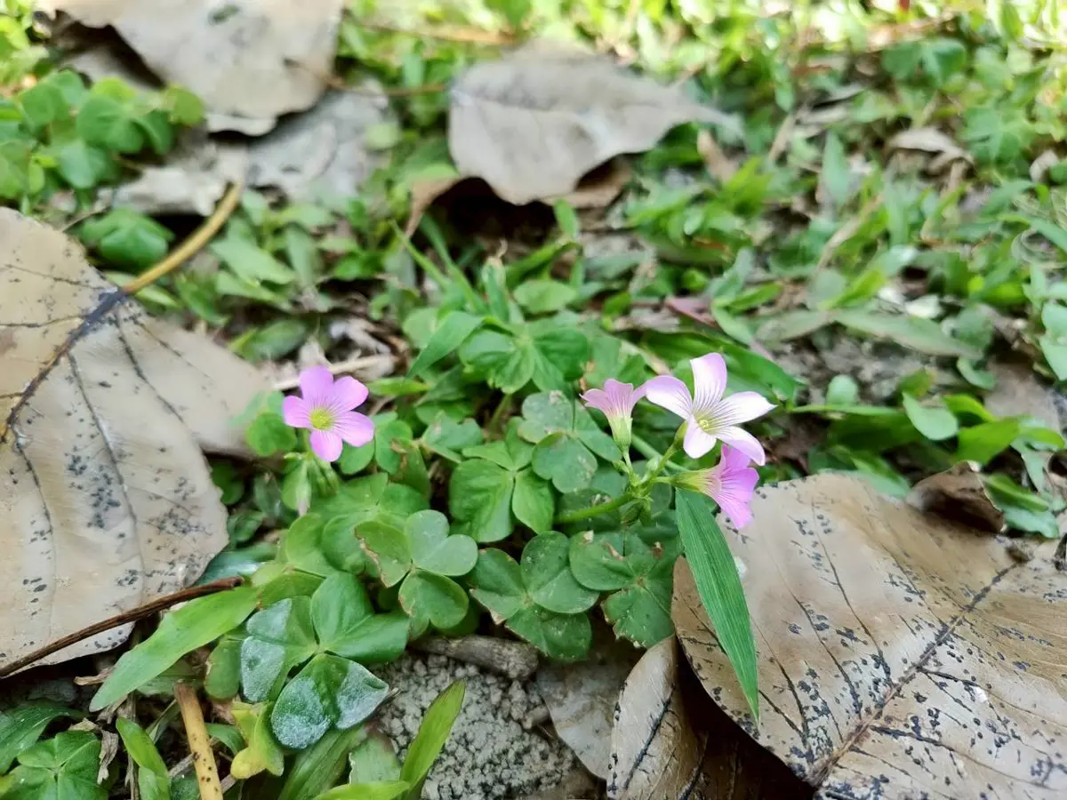 圖片來源:臺北市政府