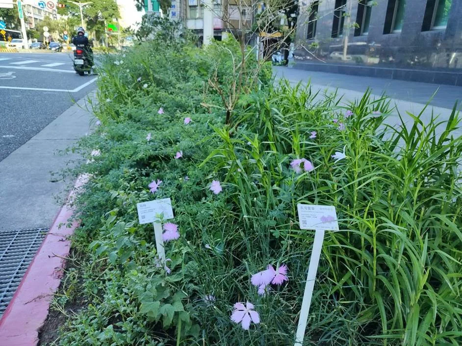 忠孝東路街角化身植物圖鑑!北市聯手中央打造原生花卉秘境