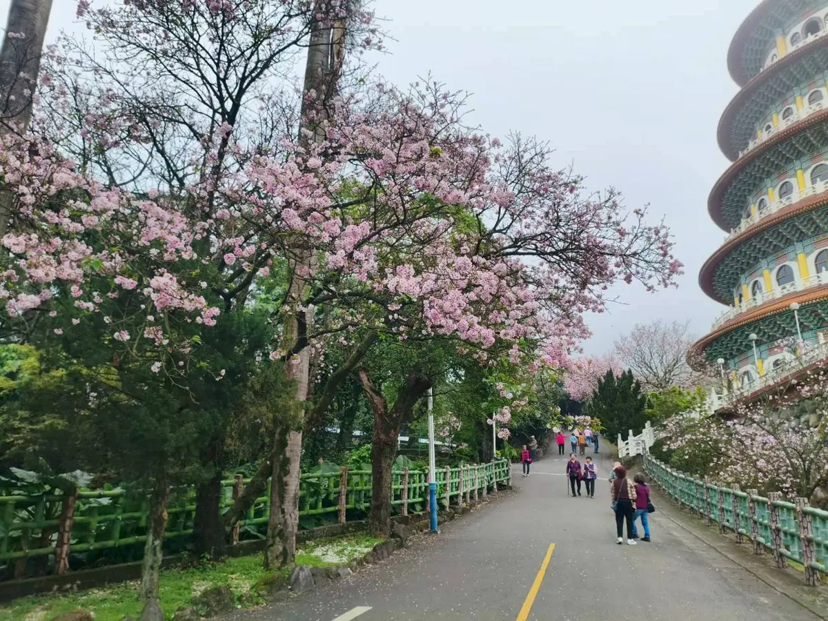 最後召集!淡水吉野櫻滿開中,錯過這波粉白花海再等一年