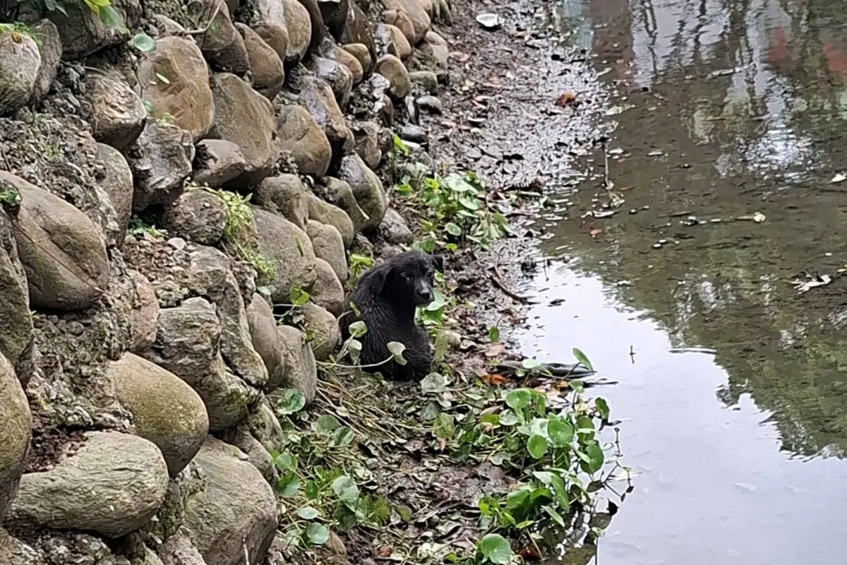 驚險!2個月大幼犬受困土城3層樓深溝 動保員架梯順利救援