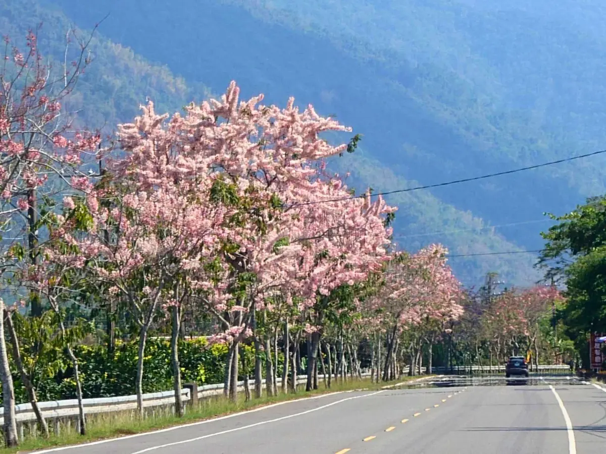 六龜粉紅風暴！台27甲線花旗木大爆發，數公里仙境花海必朝聖