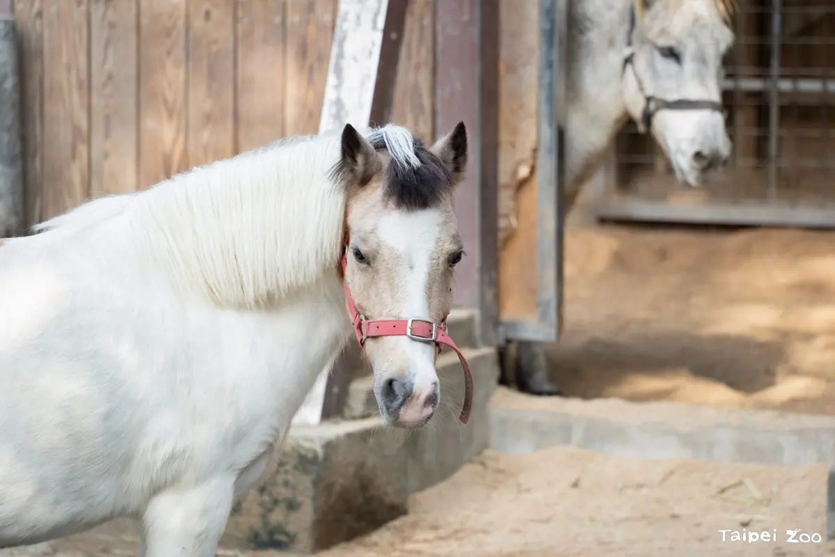 馬年別再指驢為馬!動物園揭3大特徵,讓你秒懂迷你馬與家驢