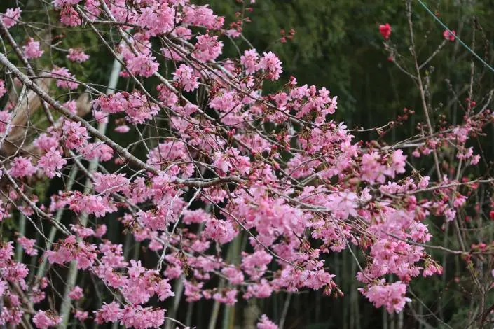 圖片來源:雲林縣政府
