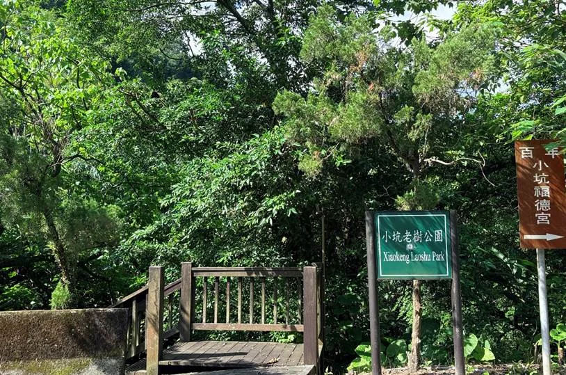 漫步文山區「小坑溪親水文學步道」!600公尺平緩好走,賞生態探訪百年朴樹