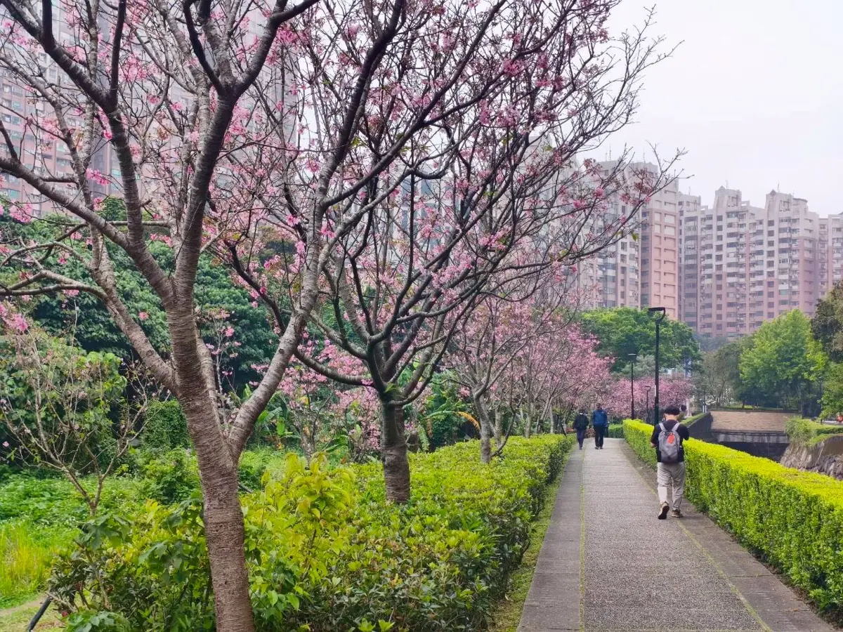圖片來源:新北市政府