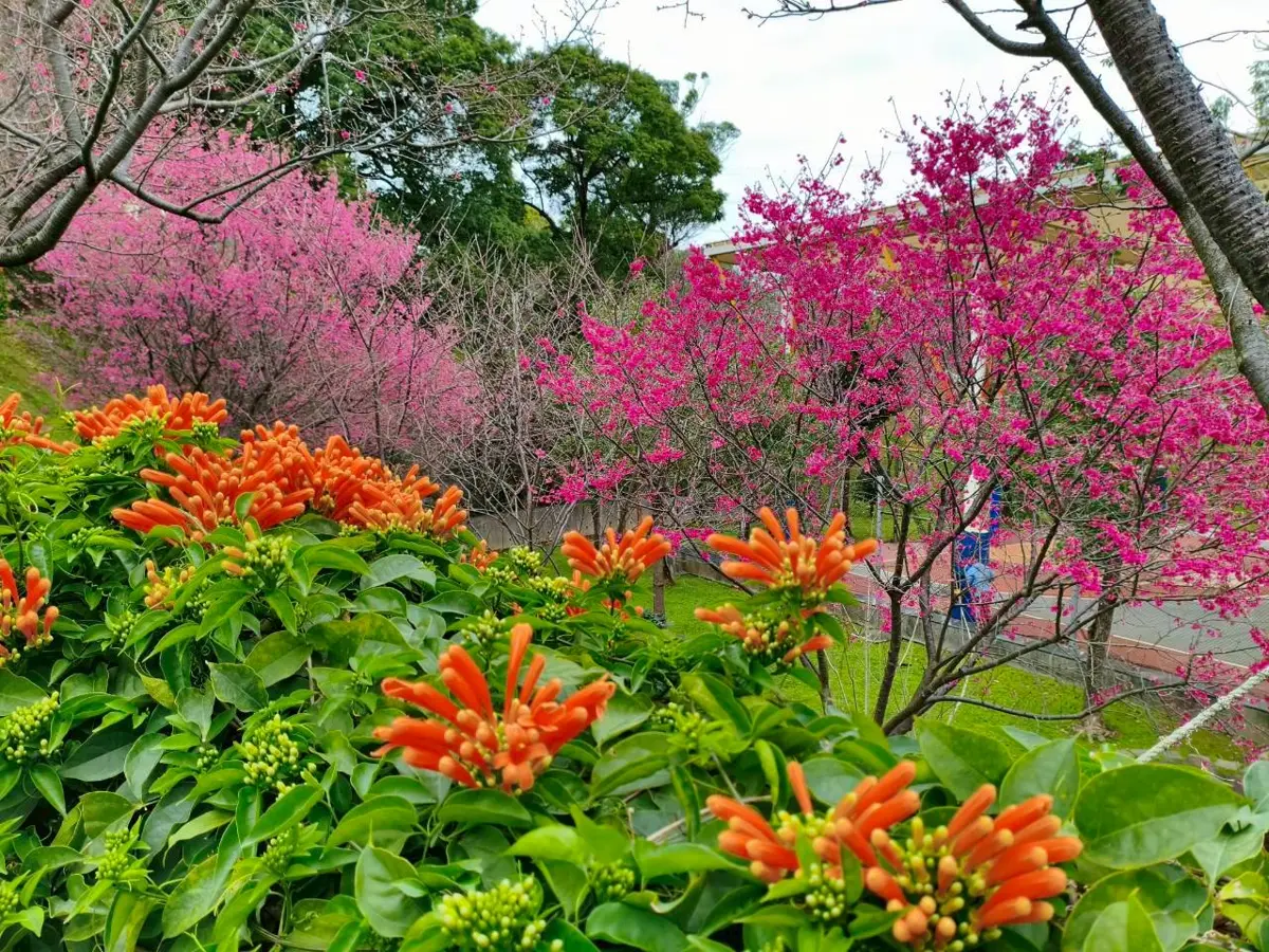 鶯歌永吉公園花季開跑!炮仗花橘紅瀑布、粉嫩櫻花接力綻放,春日限定美景別錯過