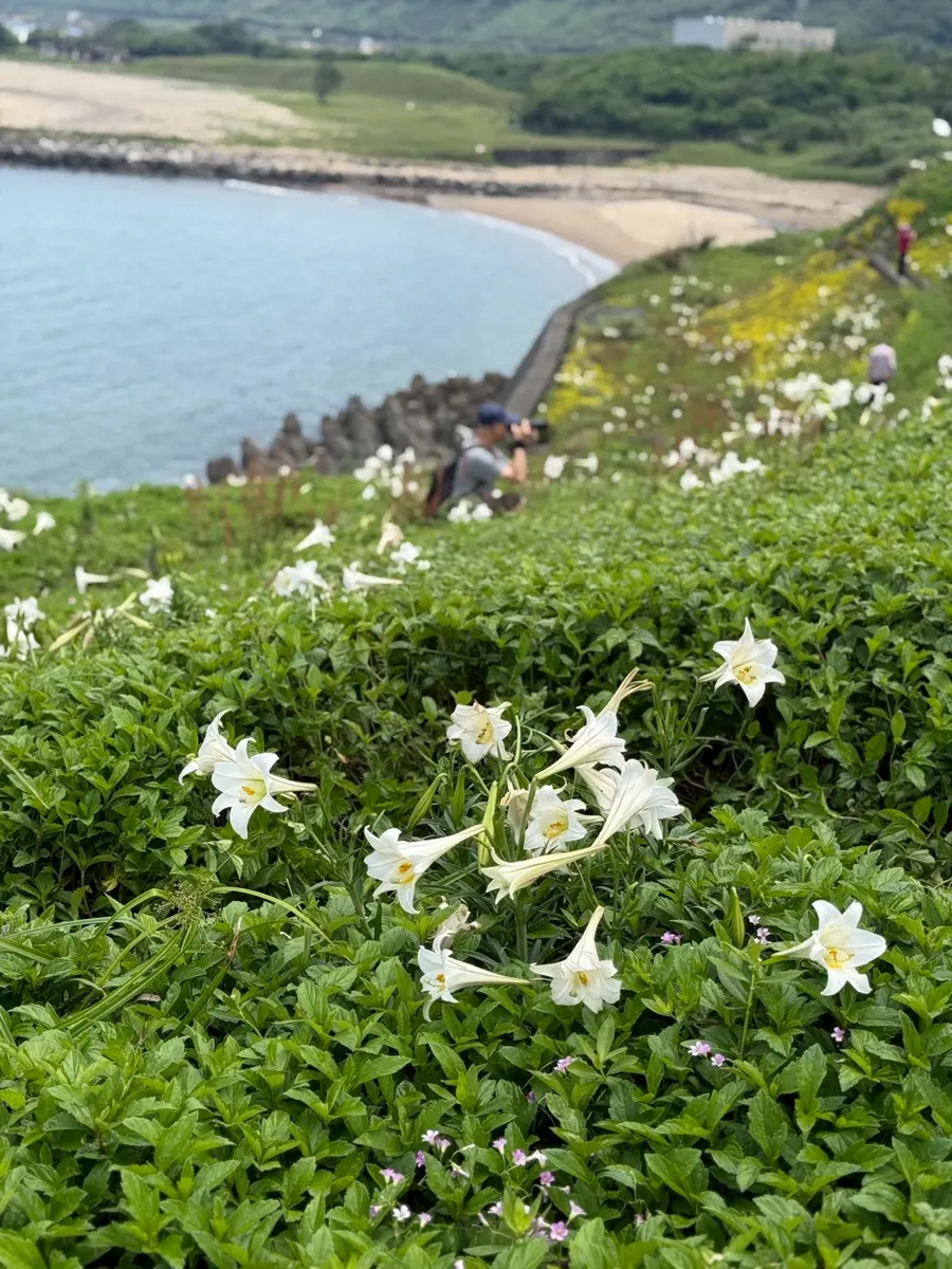 北海岸白色花季!三芝、石門「野百合+桐花」雙重奏,一日追白攻略大公開