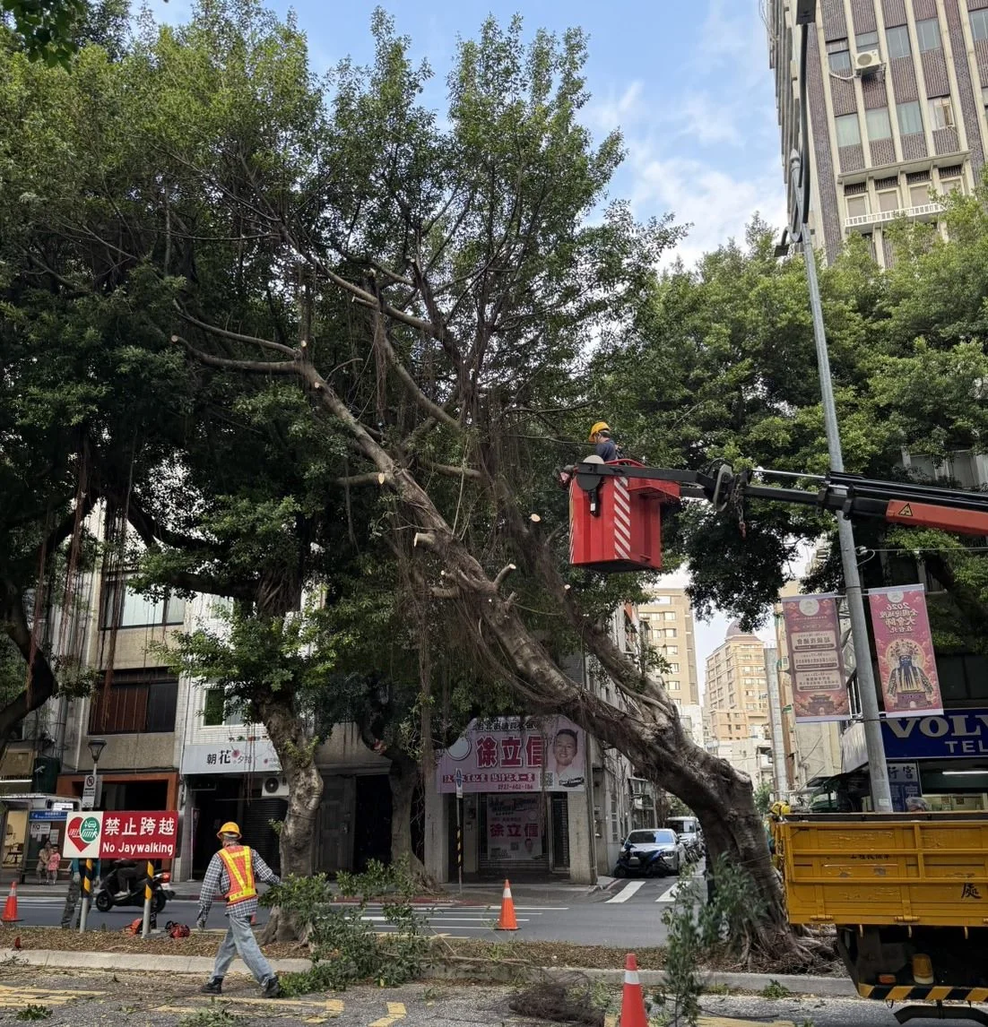重慶南路三段榕樹染褐根病無預警傾斜!北市公園處緊急移除防倒塌