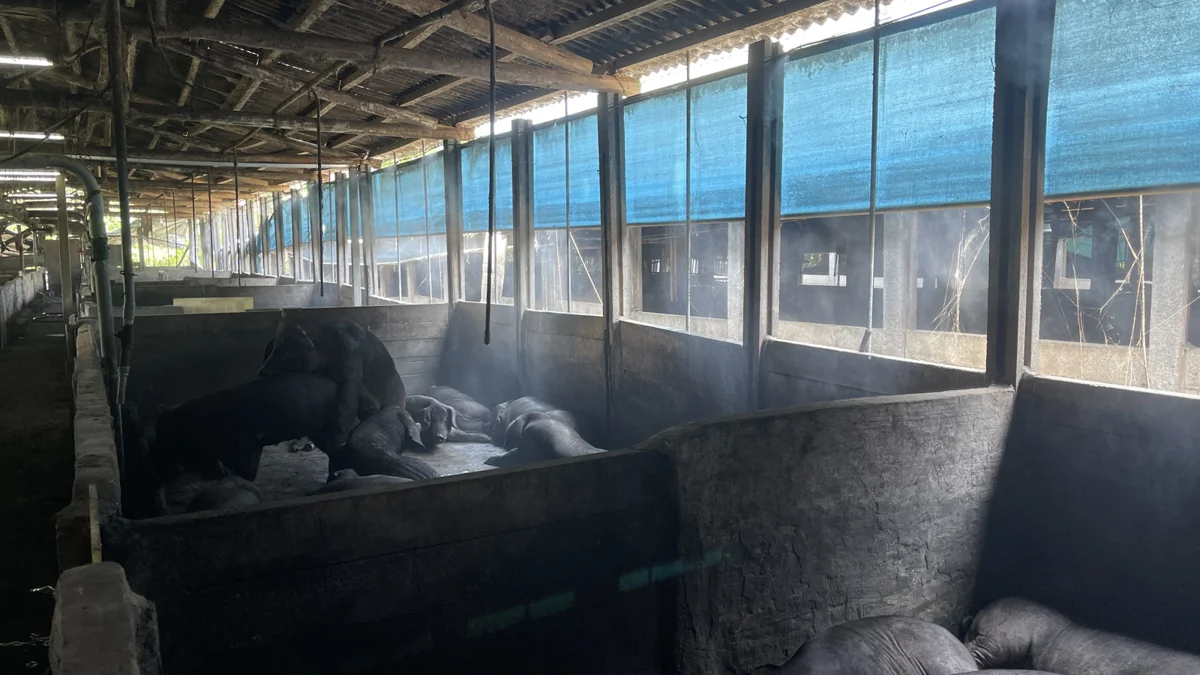 科技廠副理改行養豬!林口青農導入雲端系統 打造頂級黑豬肉品牌