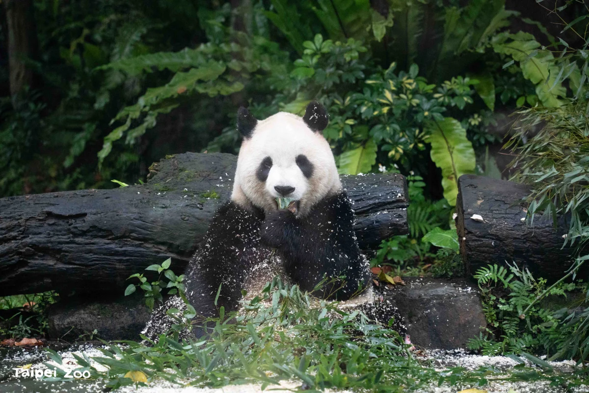 臺北市立動物園推動「精準營養」!專家齊聚為大貓熊、犀牛量身打造專屬菜單