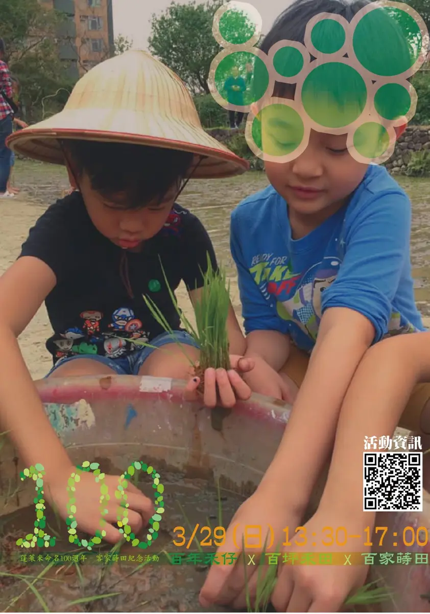 北市客家公園重現百年稻香!百戶家庭齊心蒔田,親手種下經典「台中65號」