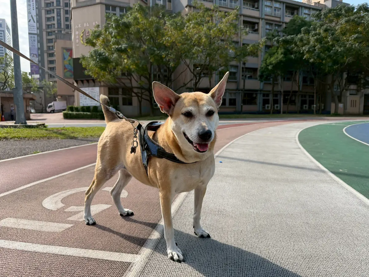 板橋校犬「妞妞」突性情大變!專家揭3大NG飼養行為,飼主必看自救指南