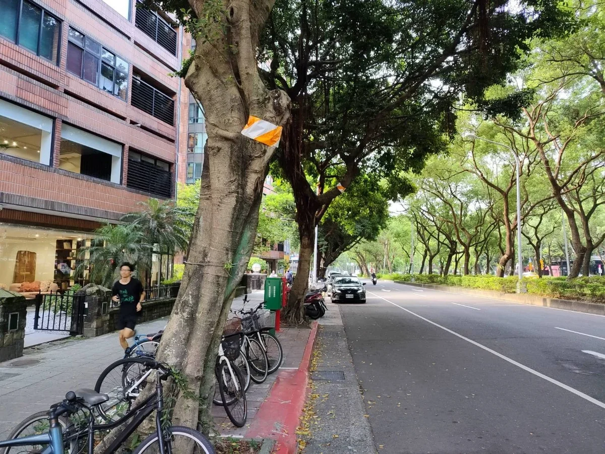 臺北行道樹綁「紅白帶」要被砍?公園處急澄清:是為了這個原因!