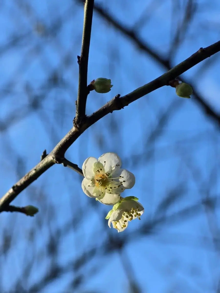 南港公園梅花季開跑!湖畔雪白花海1月中下旬限定登場
