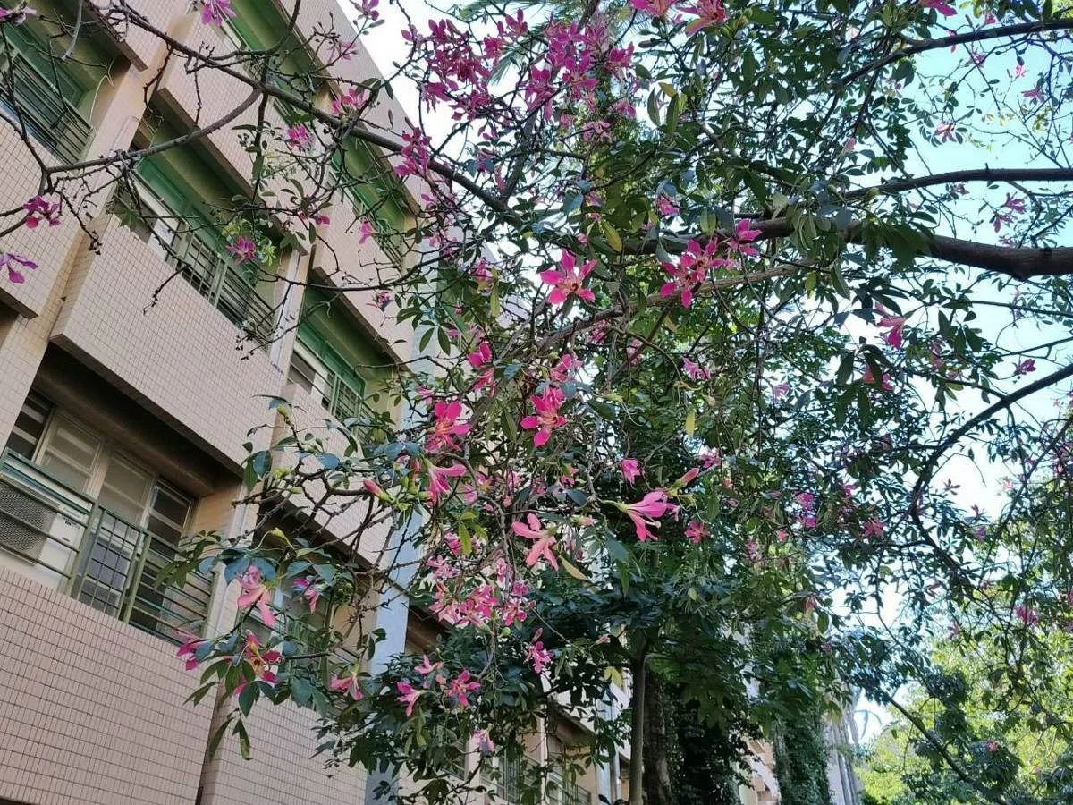 圖片來源:臺北市政府