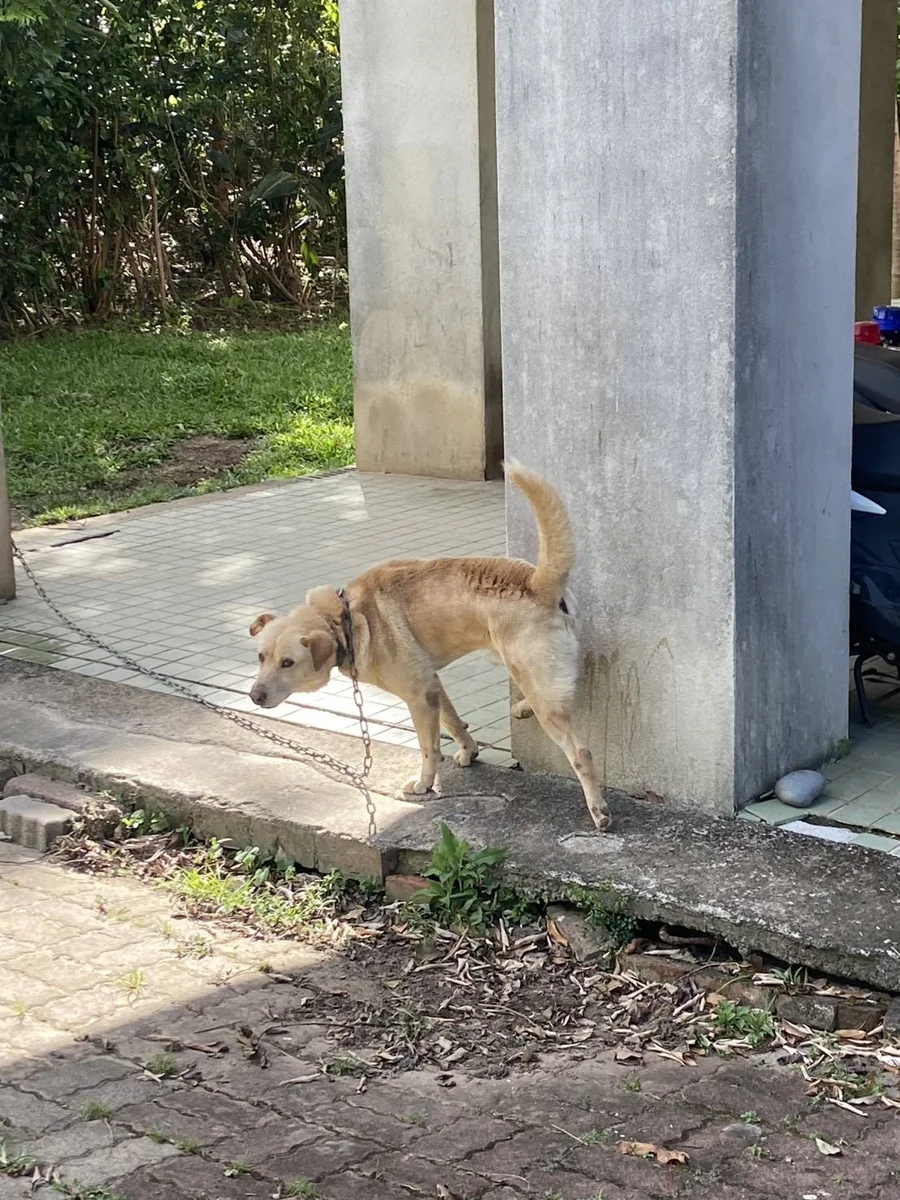 圖片來源:臺東縣政府