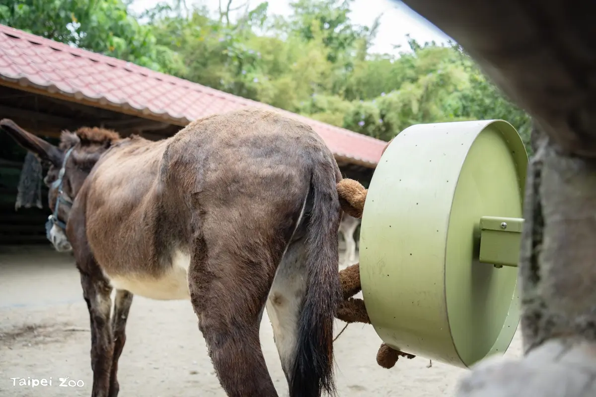 北市動物園兒童節攻略!4/4兒童與家長免費入園,還能幫驢子「馬殺雞」
