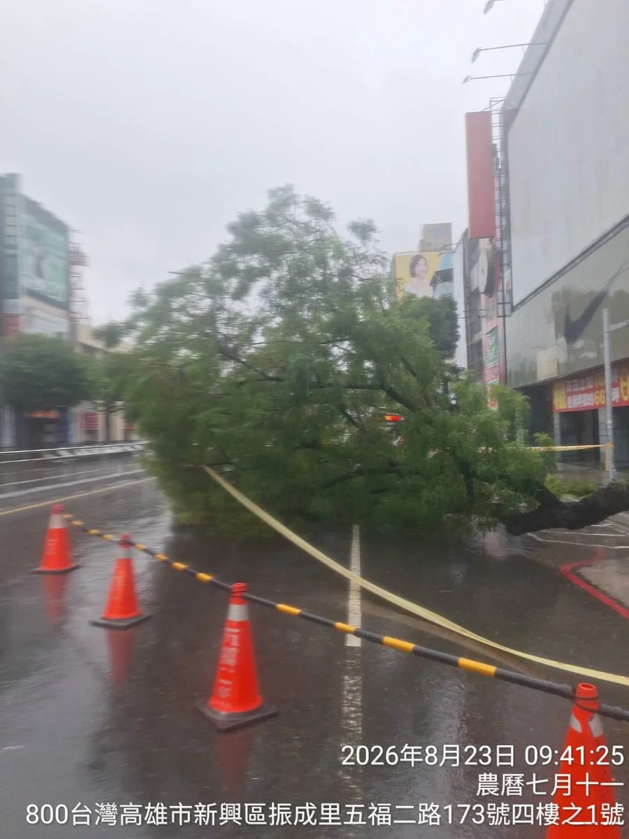 高雄豪雨釀災！新興區路樹倒塌波及車道，市府1小時火速搶通