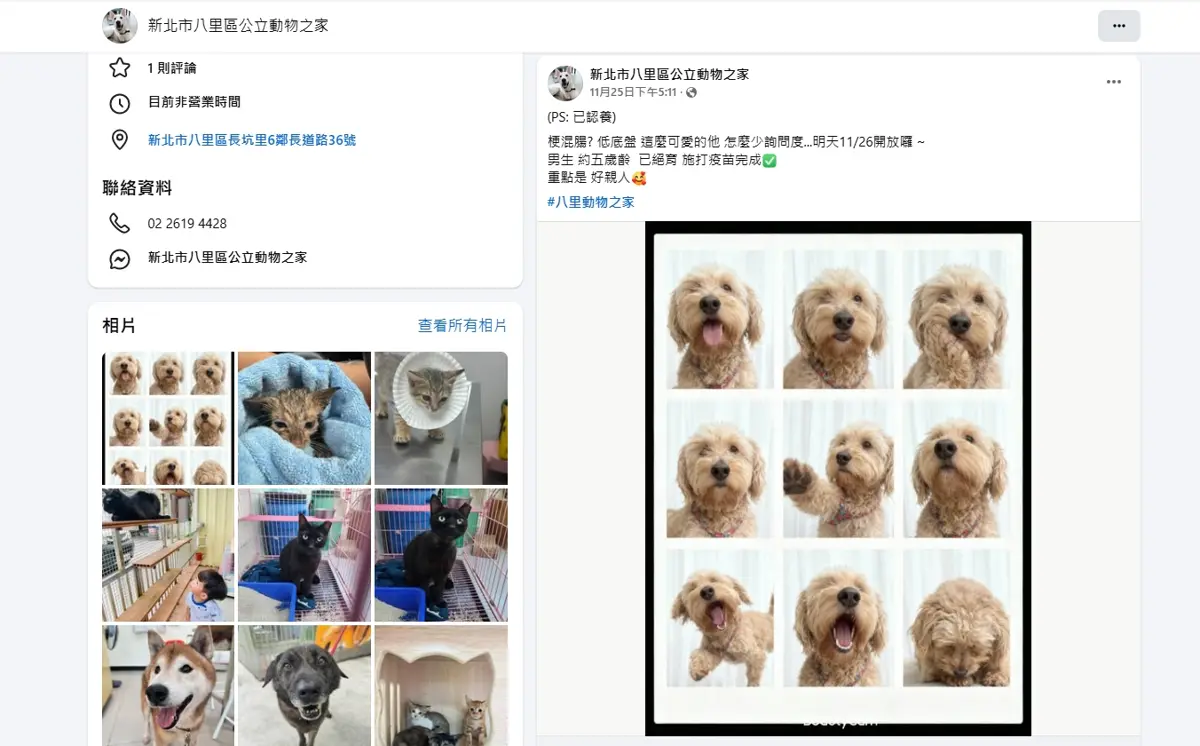 八里萌犬「米克斯」網路爆紅!臉書觸及33萬人次,呆萌樣秒速找到新家