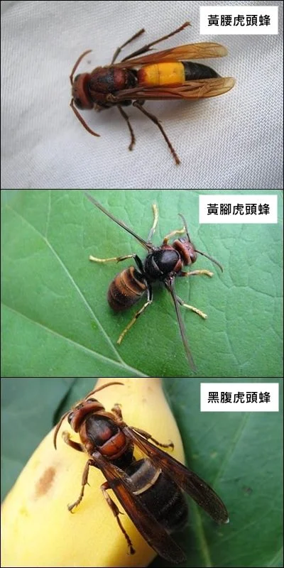 圖片來源:臺北市政府