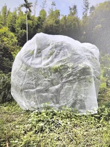圖片來源:苗栗縣政府
