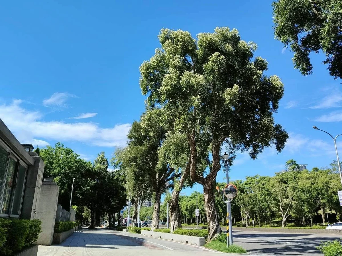 臺北「天堂路」下雪了！新生南路白千層盛開 宛如撒上浪漫糖粉