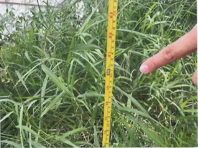 花蓮縣政府嚴控雜草 防治病媒蚊滋生