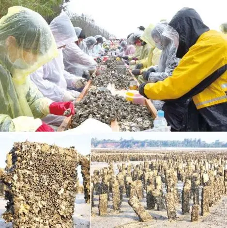 金門石蚵產量銳減 石蚵文化季面臨挑戰
