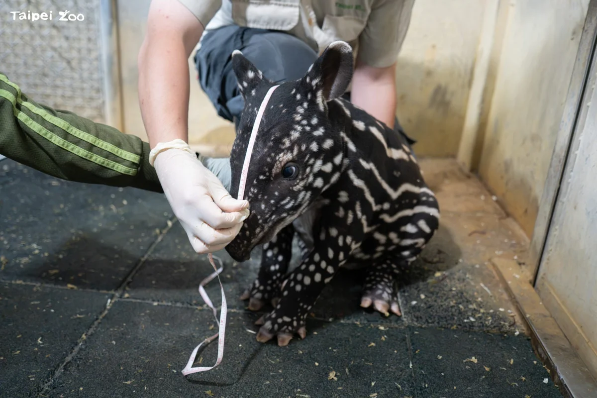 臺北市立動物園馬來貘寶寶暴風成長！兩週大體重翻倍「突破19公斤」