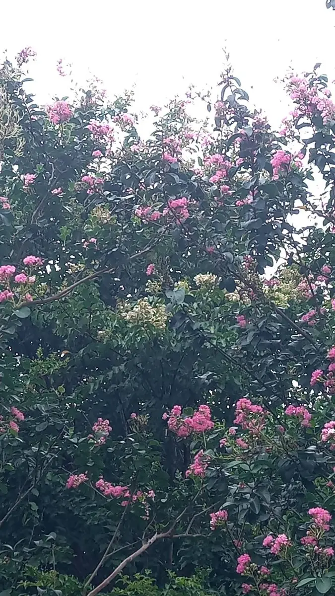 圖片來源:臺北市政府